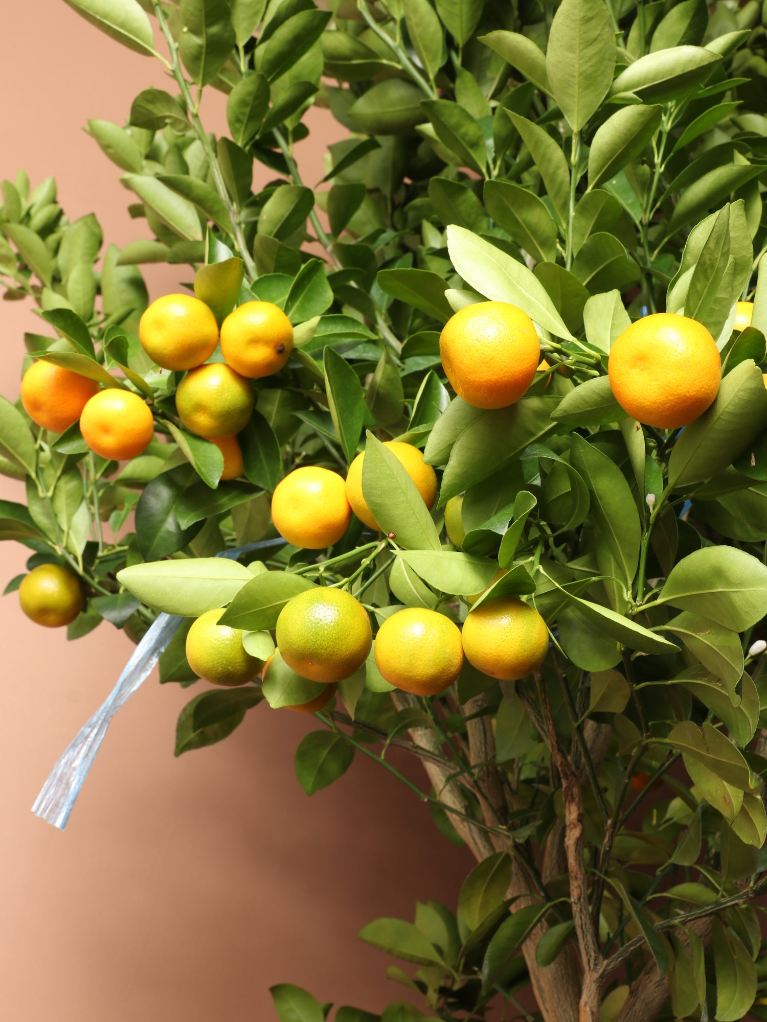 buy cheap calamondin tree in chinatown Huge Calamondin Tree