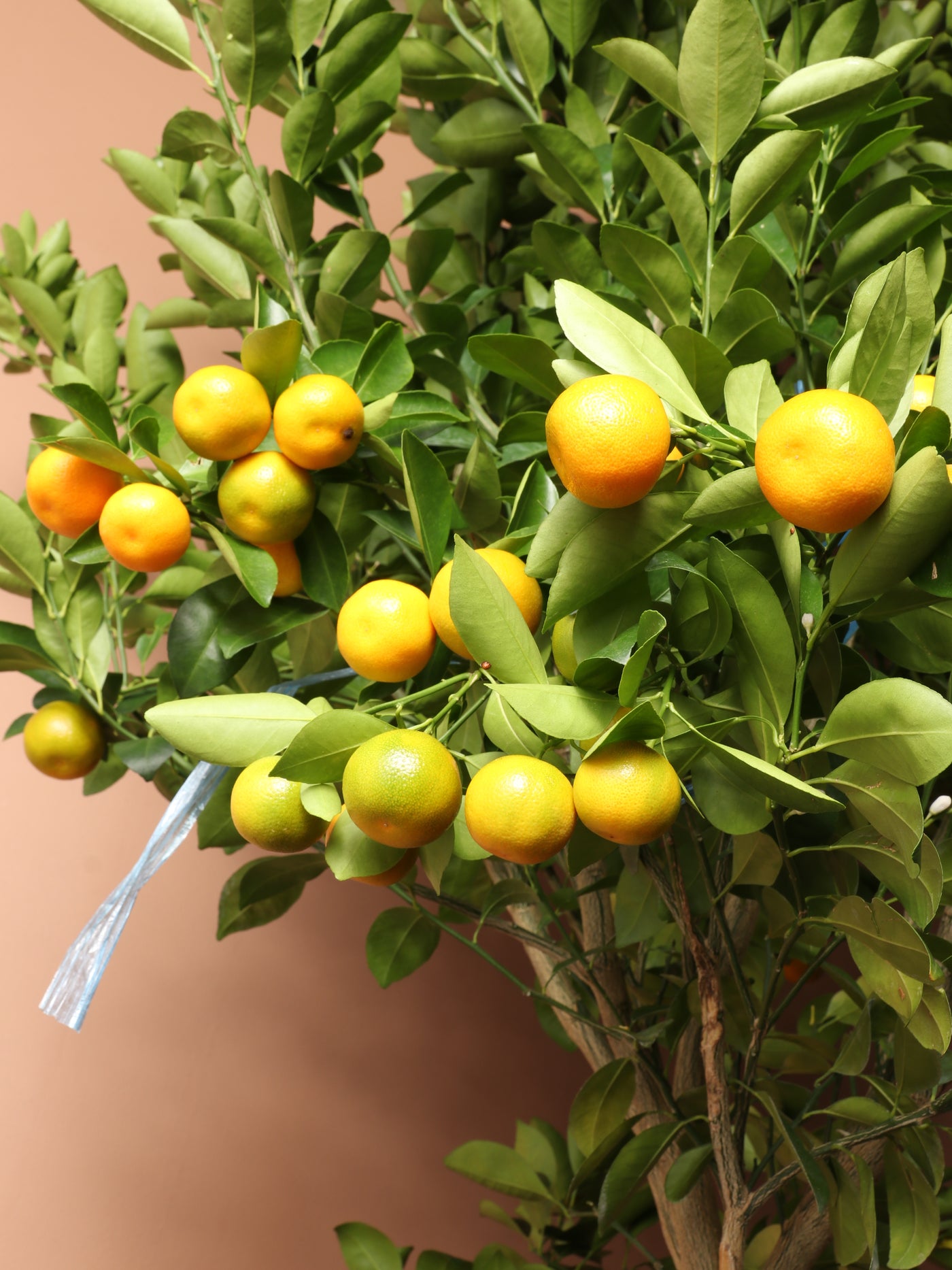 Huge Calamondin Tree