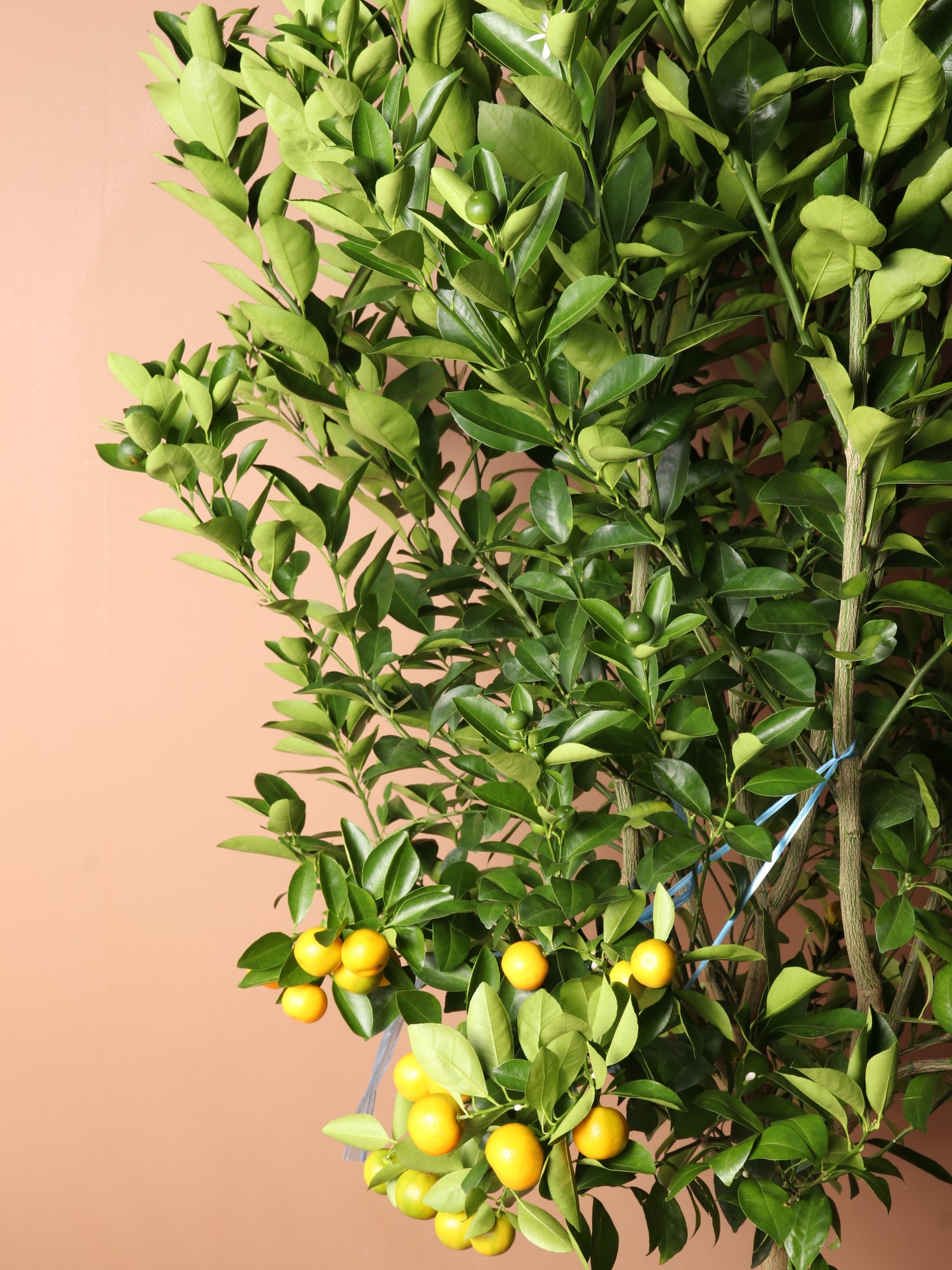lowes calamondin tree Huge Calamondin Tree