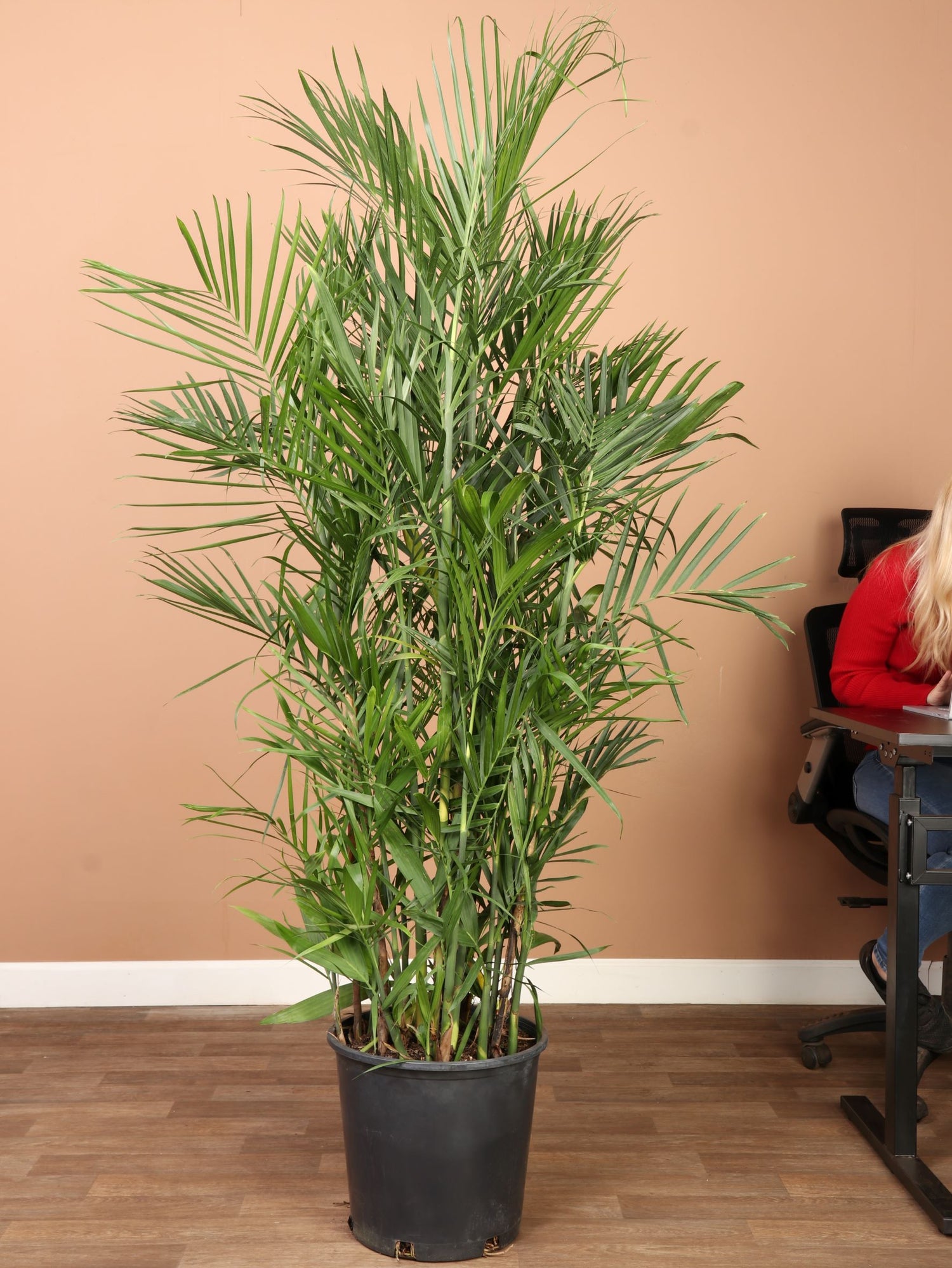 bamboo palm house plant Full Size Bamboo Palm