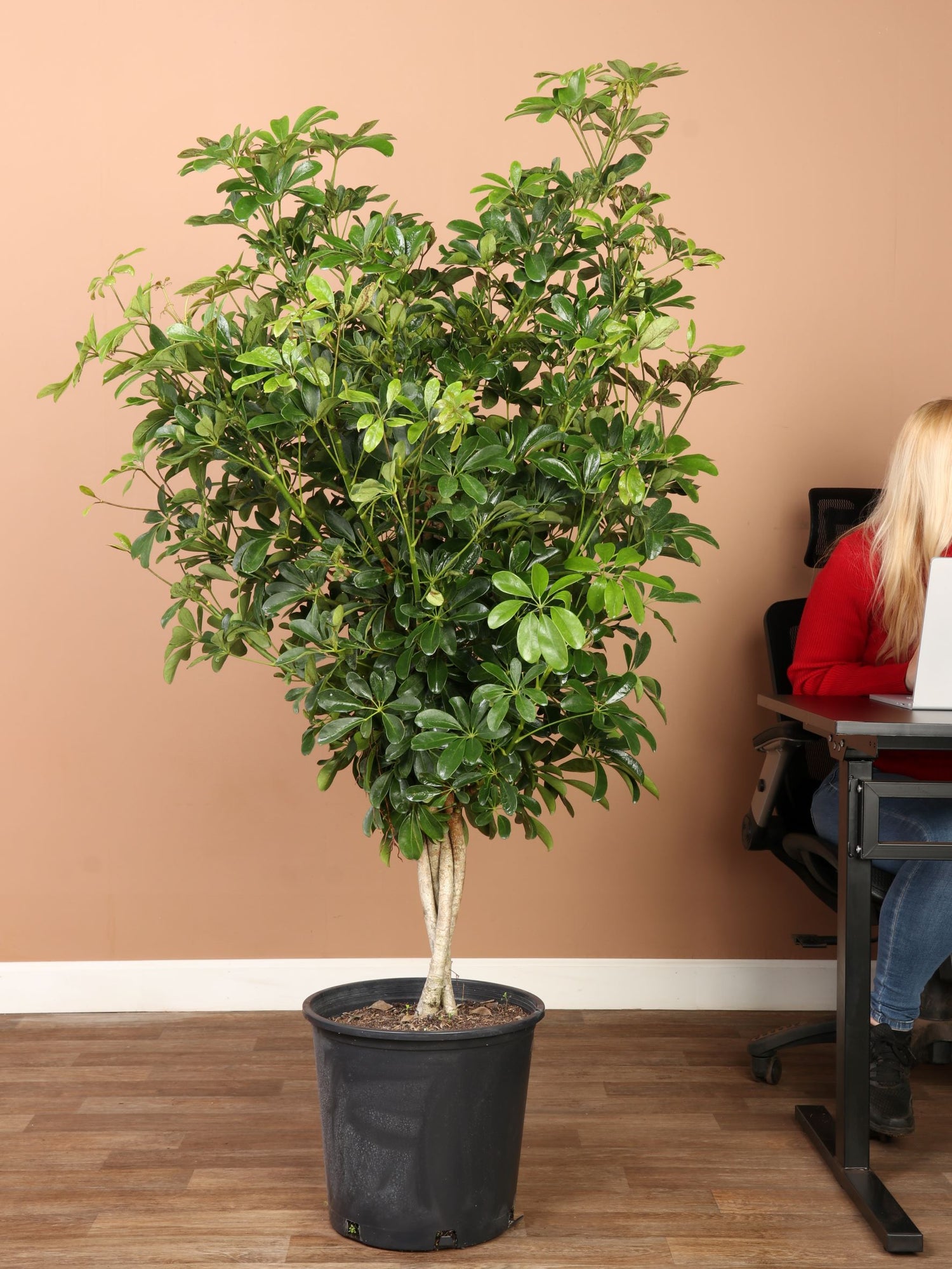 schefflera arboricola buy Full Size Schefflera 'arboricola'