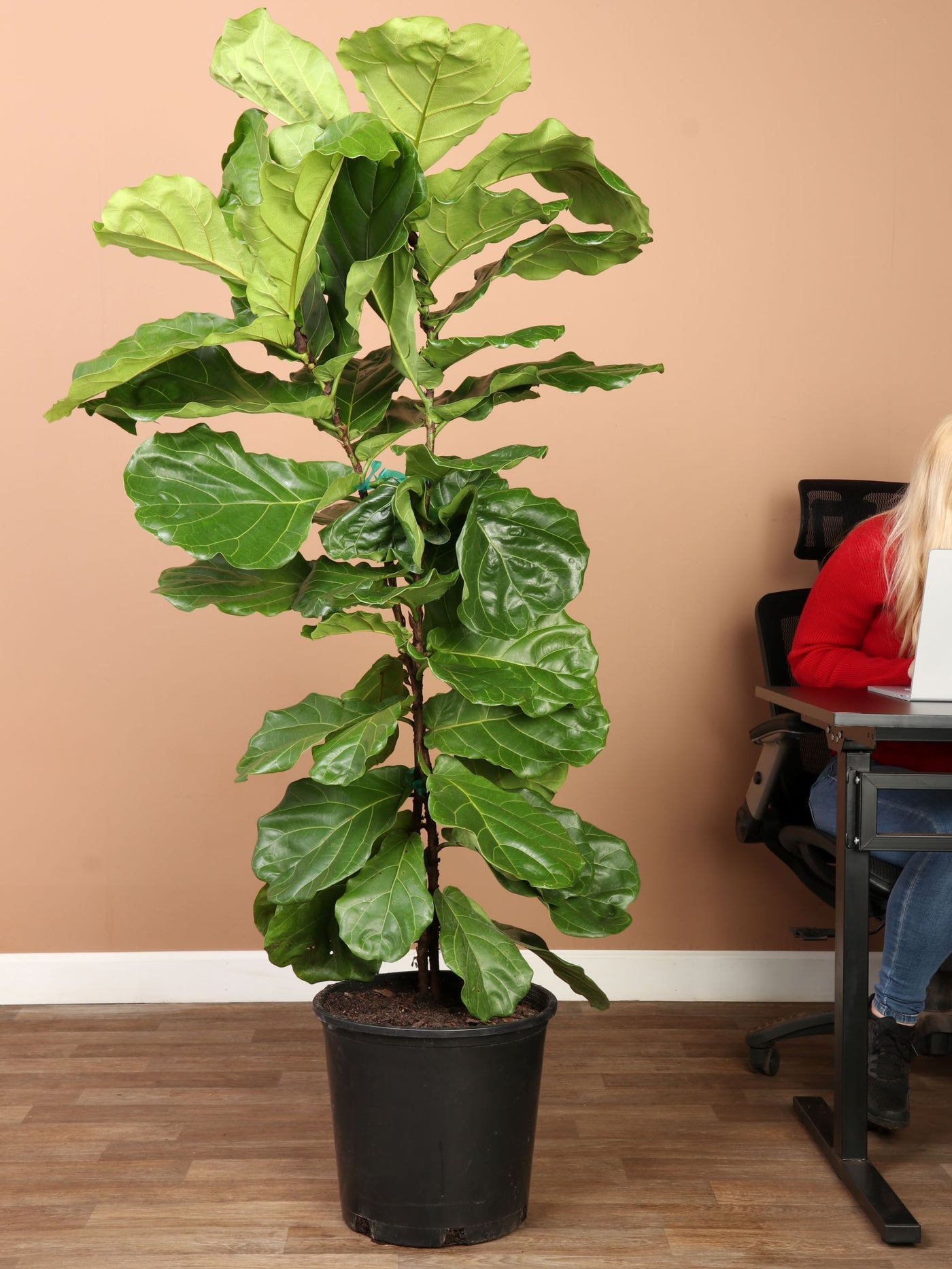 Full Size Fiddle Leaf Fig Bush