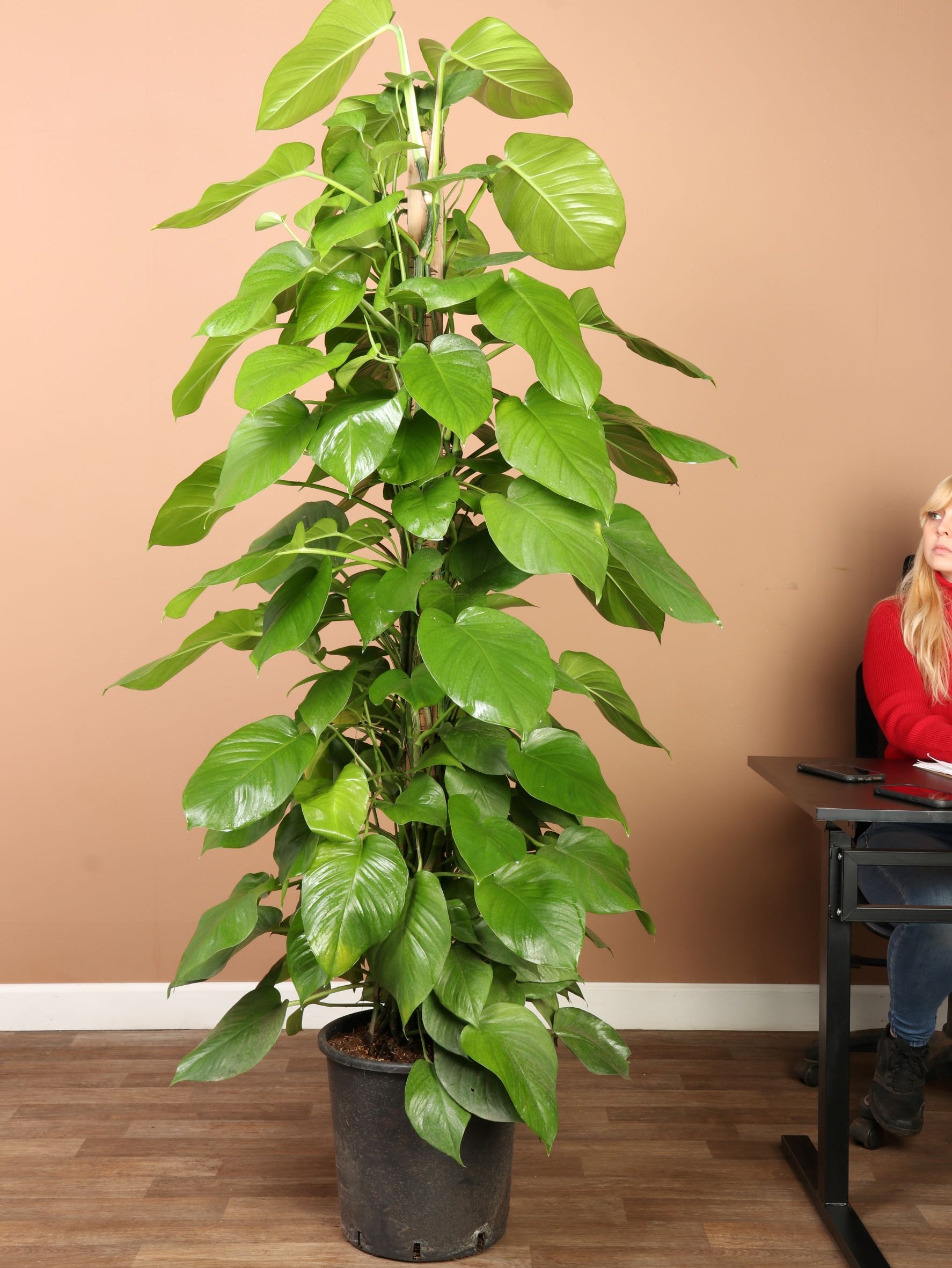 Full Size Jade Pothos Pole