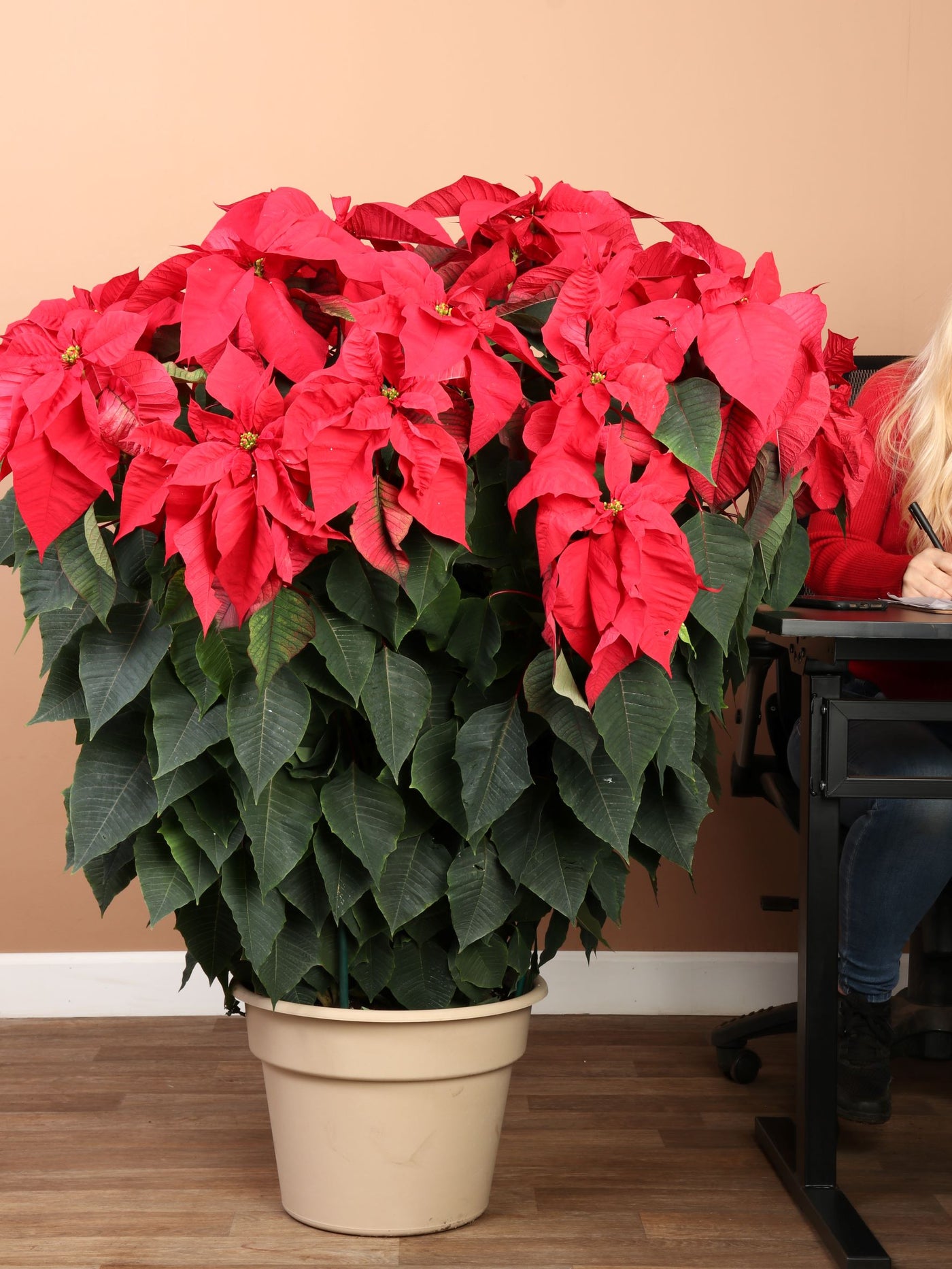 Full Size Red Poinsettia