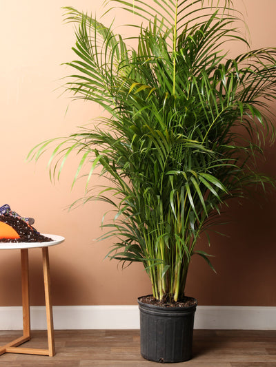 Large Areca Palm