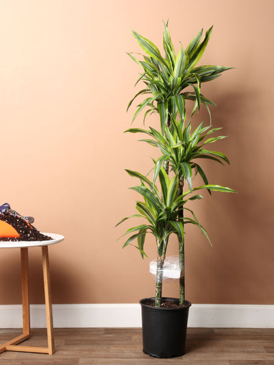 Large Dracaena Warneckii 'Lemon Lime' Cane