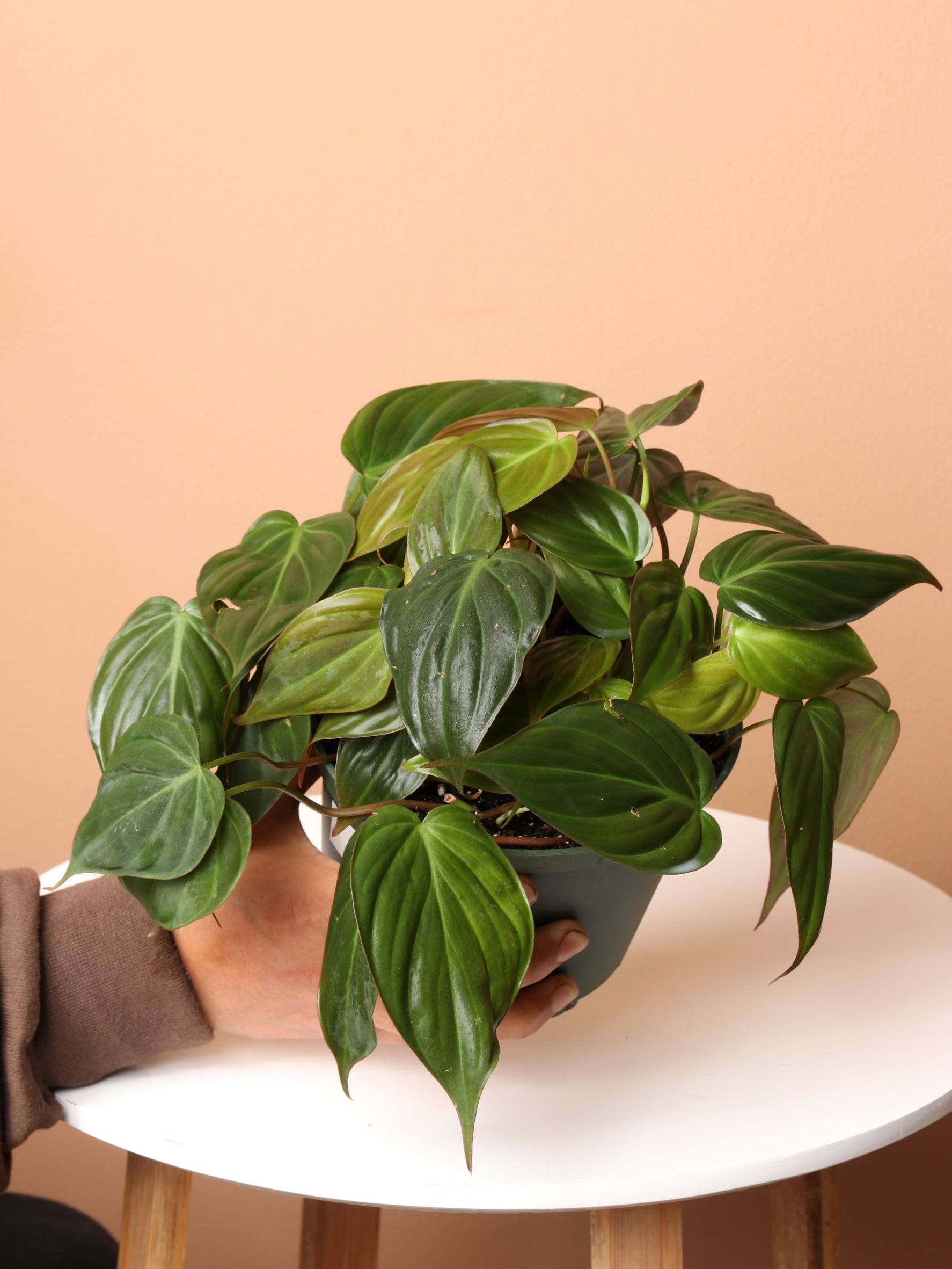 about philodendron micans Medium Philodendron Micans – Dahing Plants