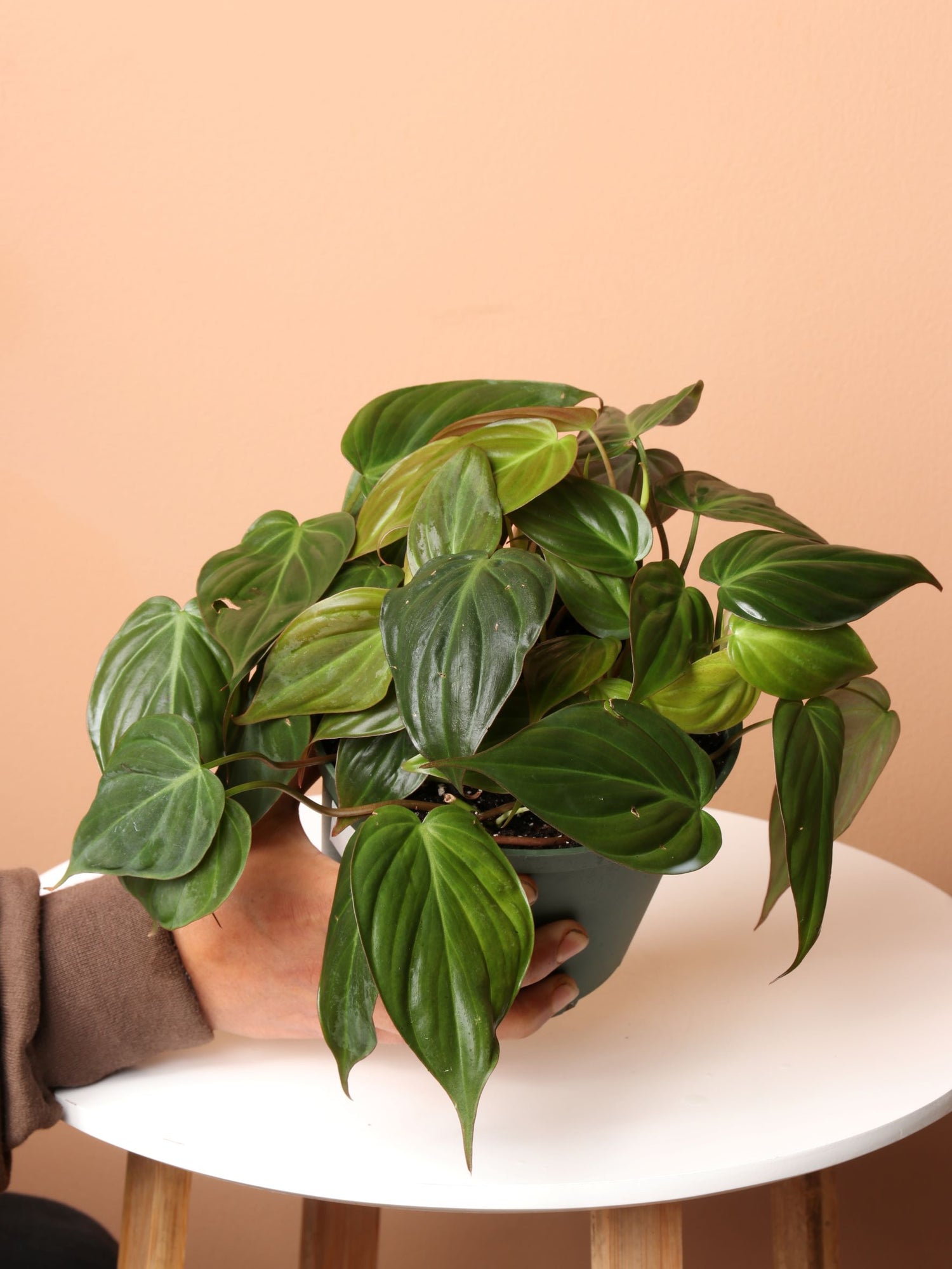 Medium Philodendron Micans – Dahing Plants