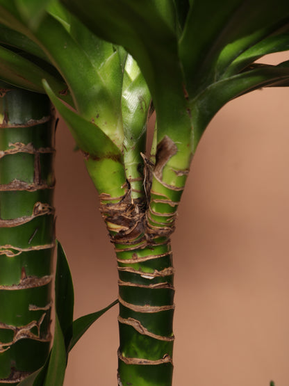 Large Dracaena &