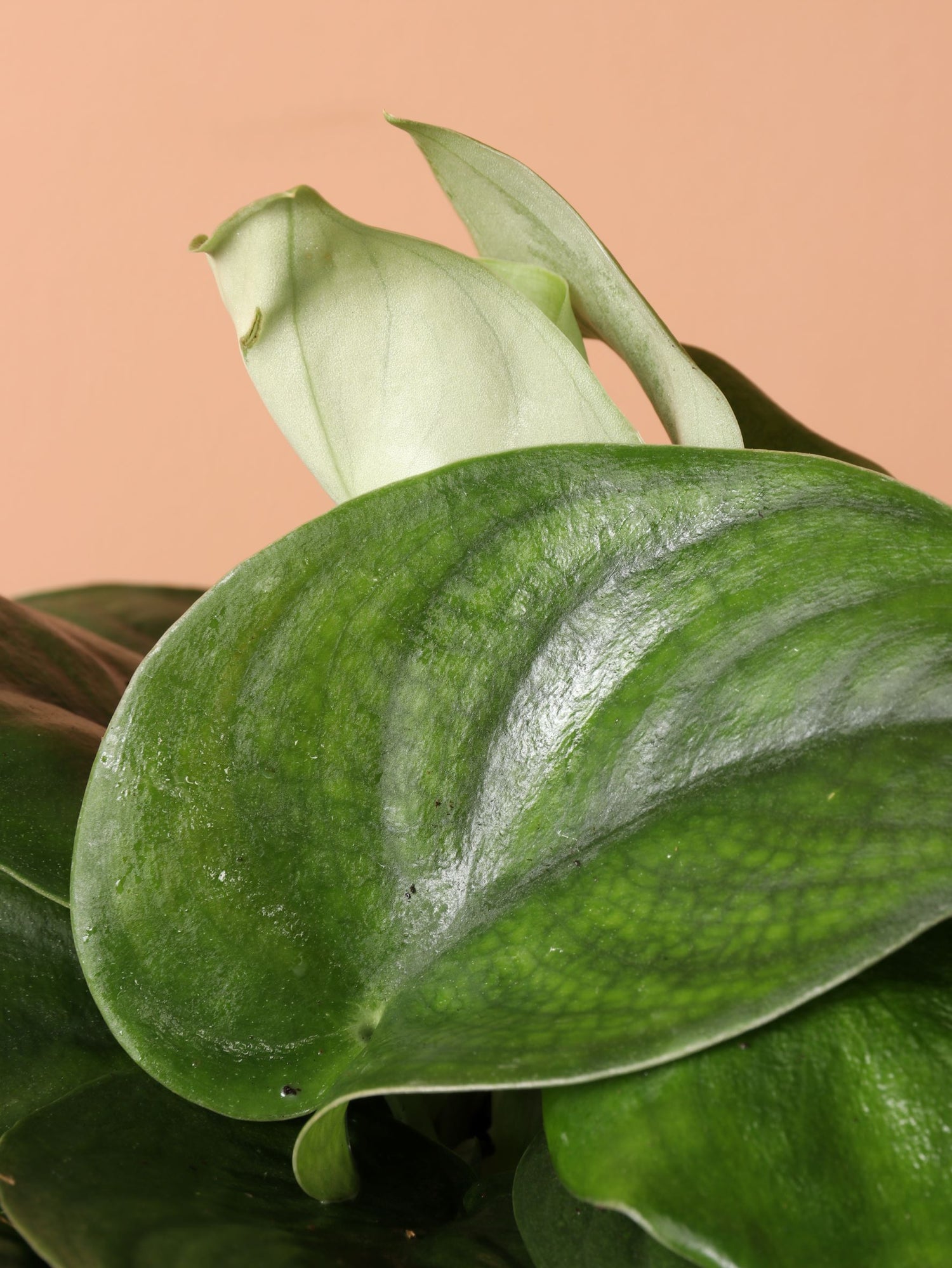 jade satin pothos patent Medium Silver Pothos (Scindapsus 'Jade Satin')
