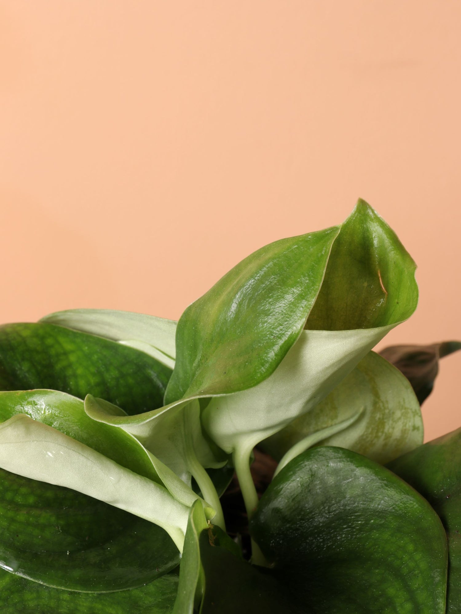 pothos jade satin Medium Silver Pothos (Scindapsus 'Jade Satin') – Dahing Plants