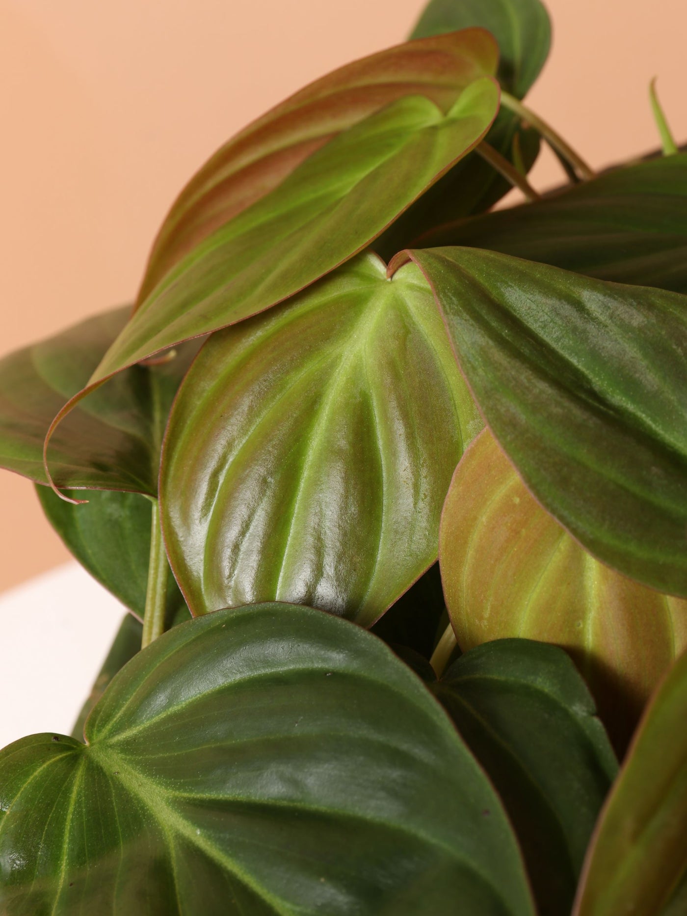 Medium Philodendron Micans