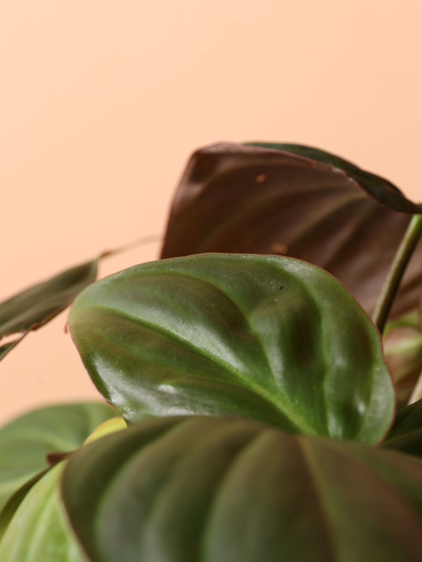 Medium Philodendron Micans