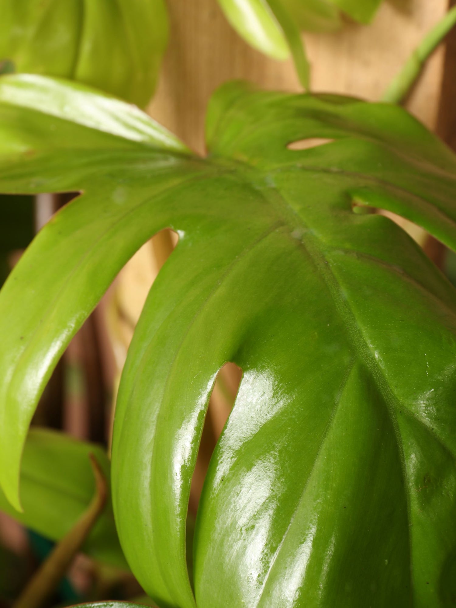 philodendron elegans dubium Large Philodendron 'Dubium'