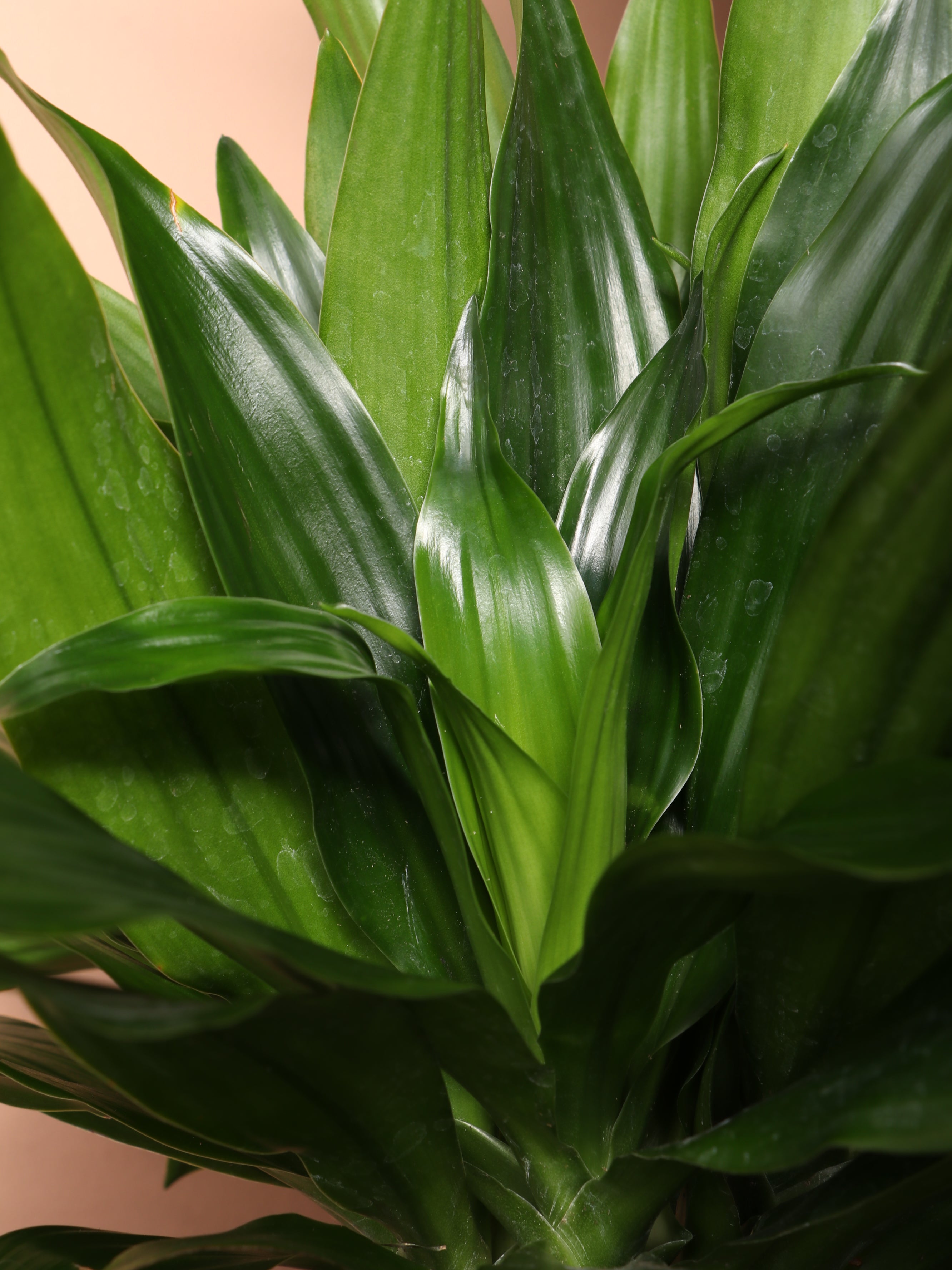 Large Dracaena 'Compacta'