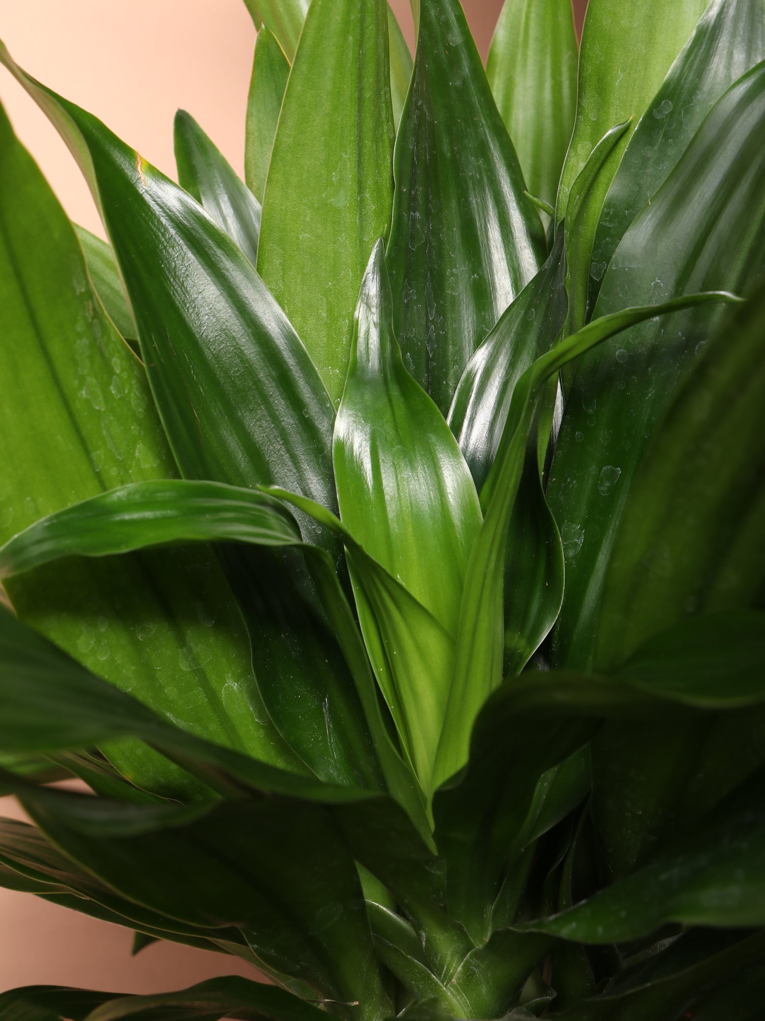 Large Dracaena &