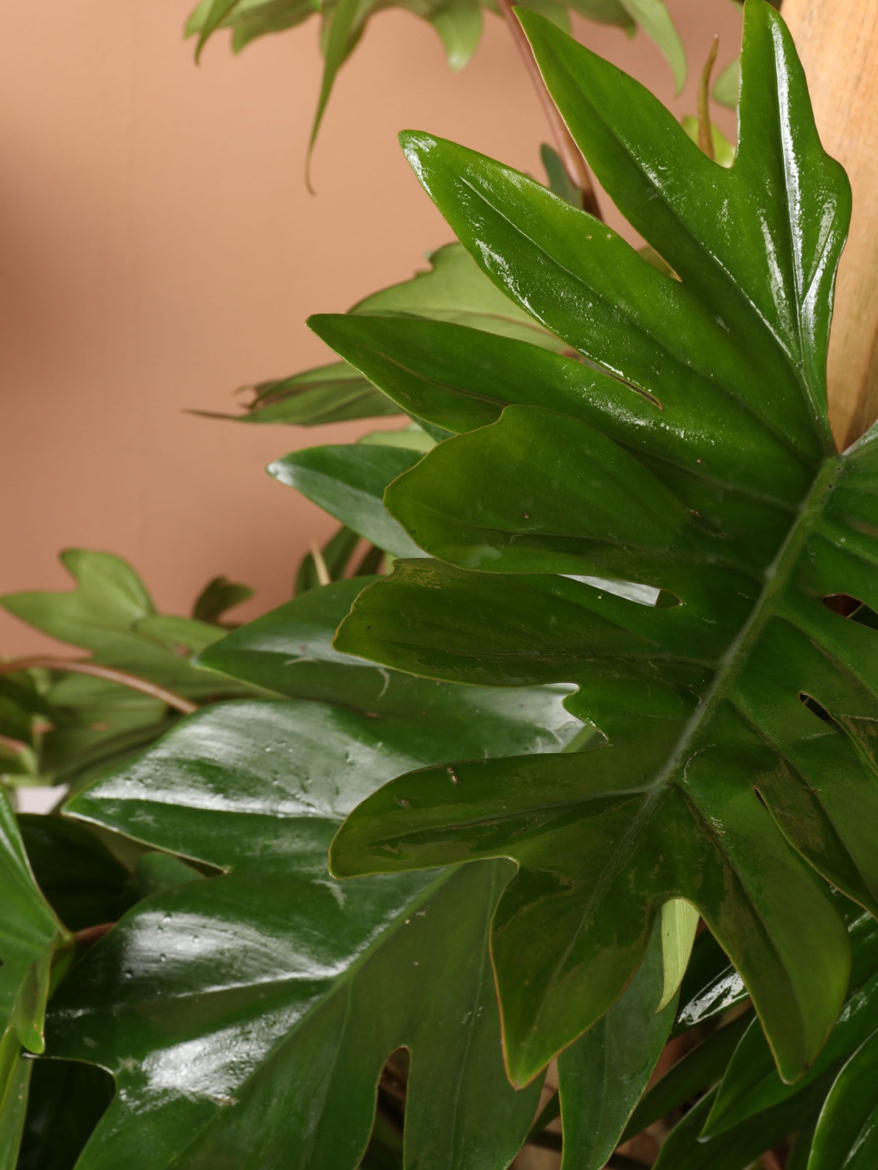 dubium philodendron Large Philodendron 'Dubium'