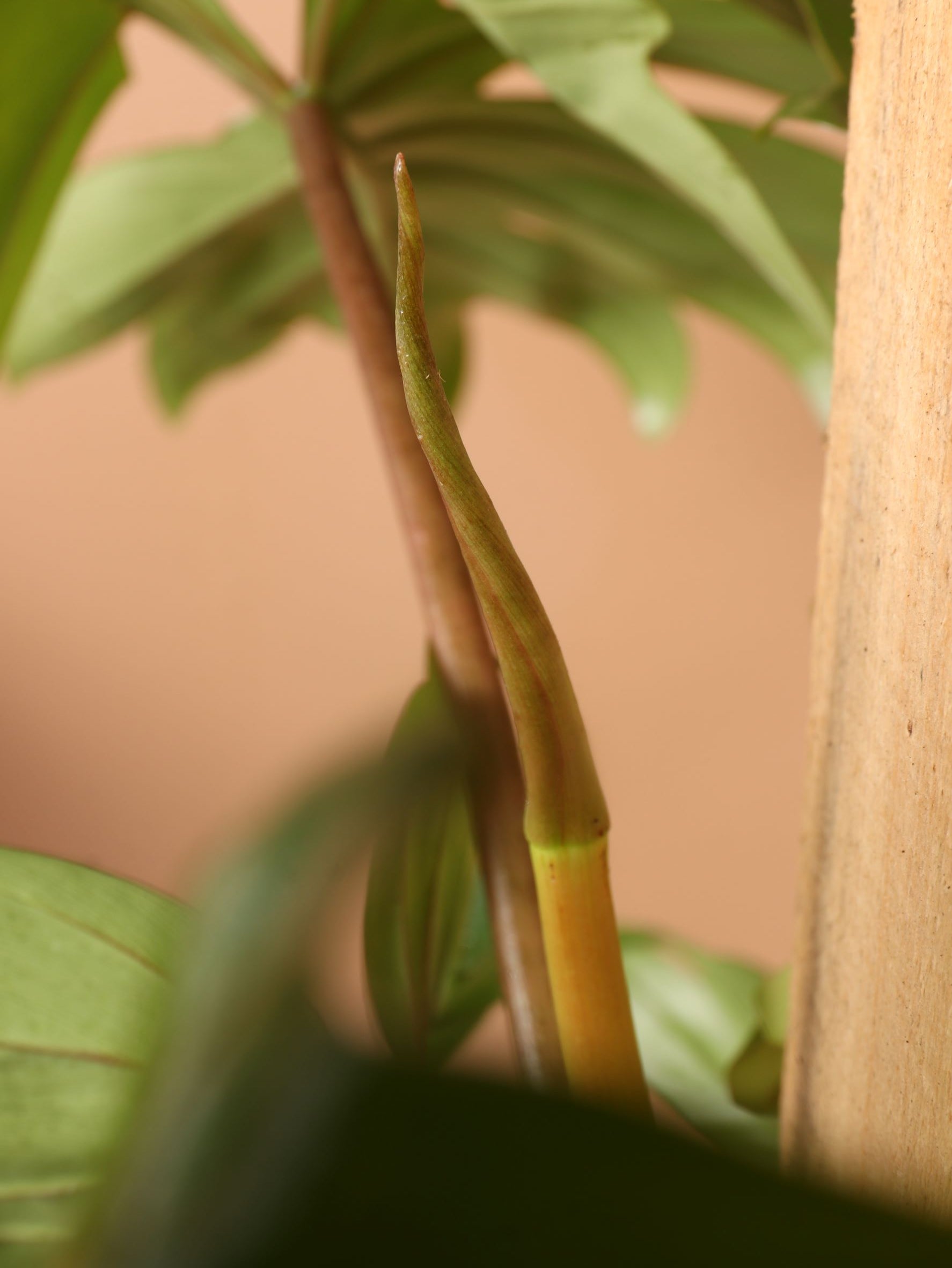dubian philodendron 3-5 FT Philodendron 'Dubium' – Dahing Plants