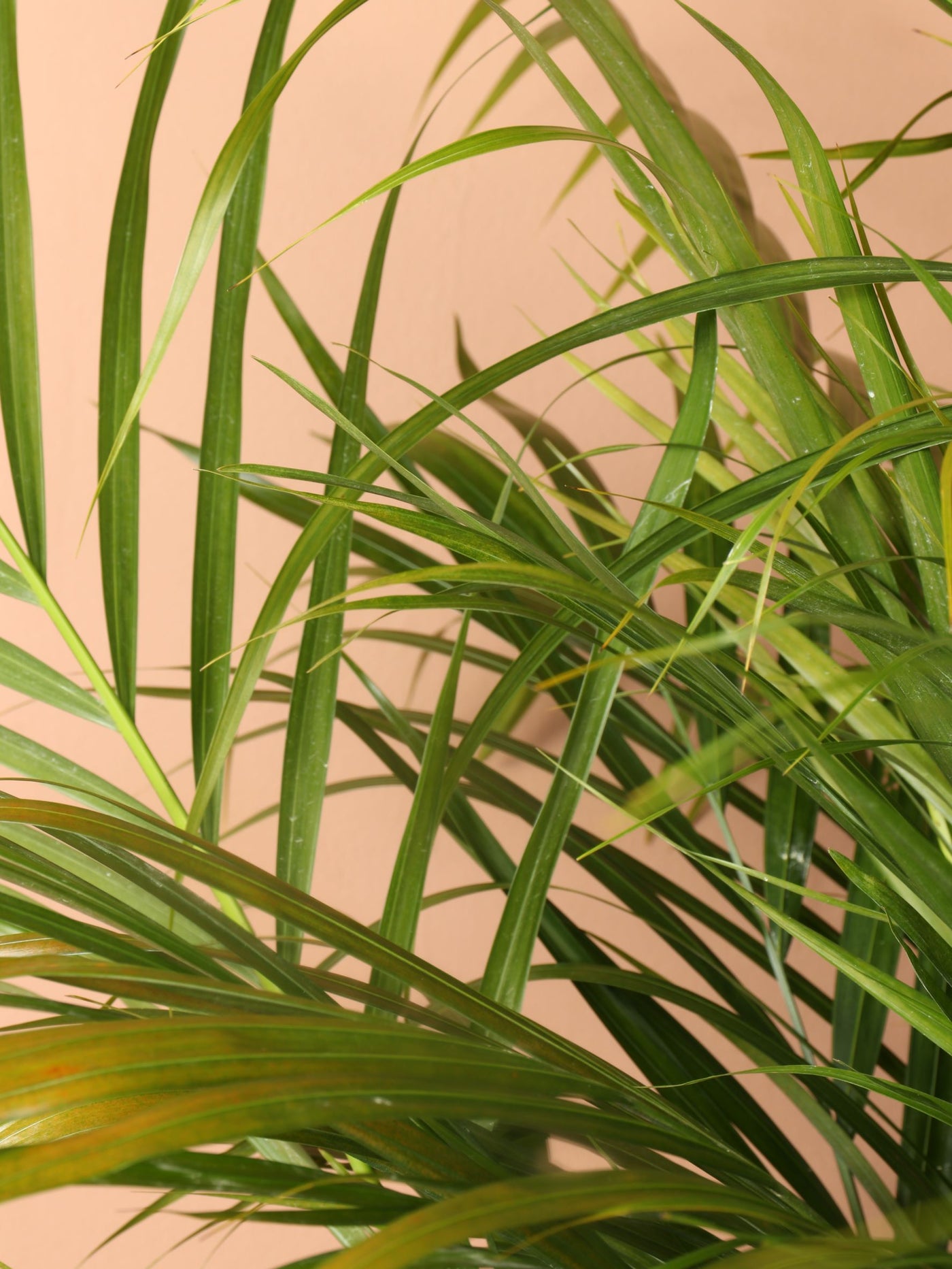 Large Areca Palm