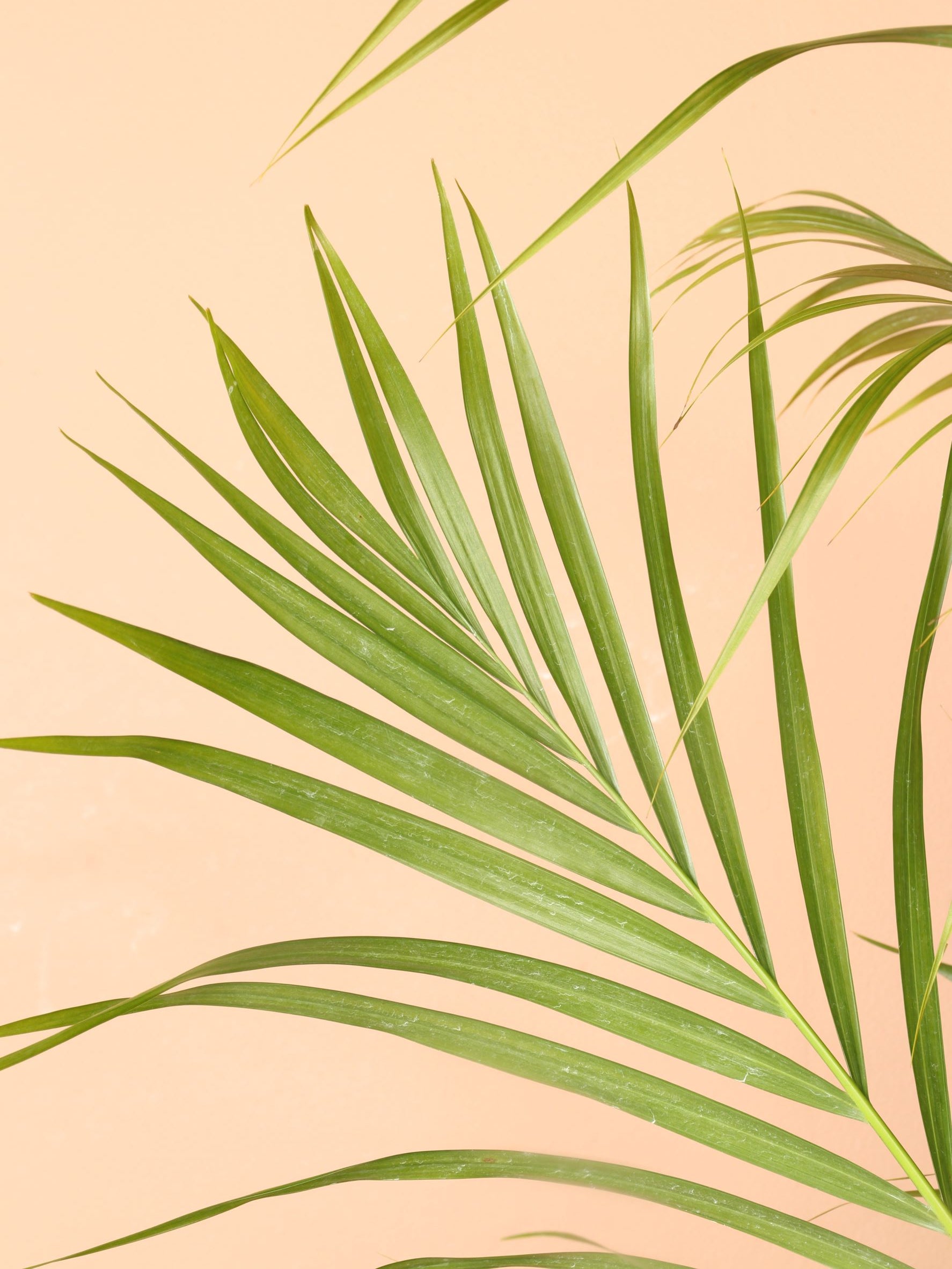 Large Areca Palm