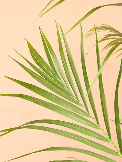 Large Areca Palm