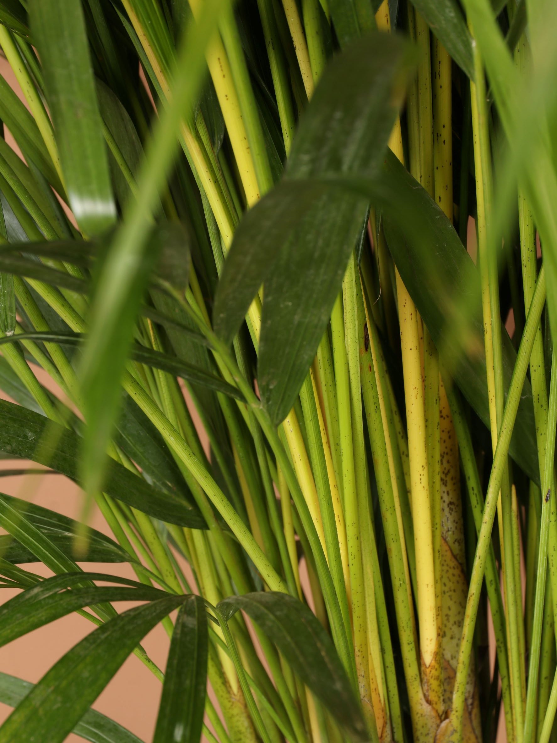 Large Areca Palm