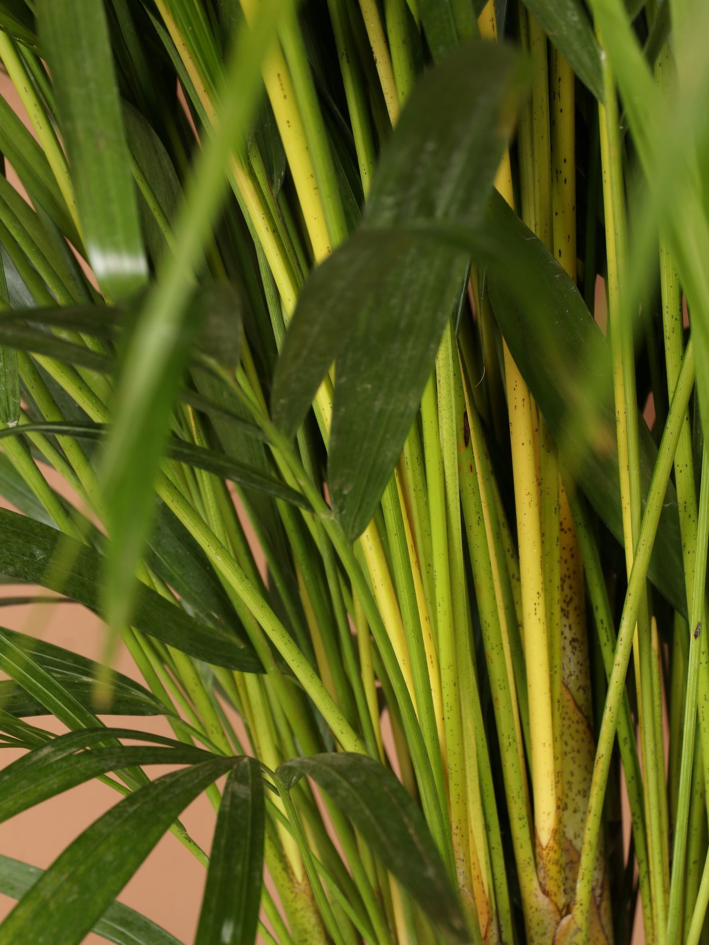 Large Areca Palm