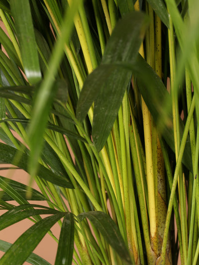 Large Areca Palm