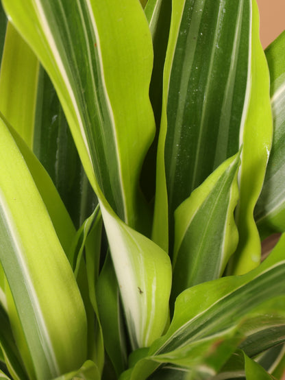 Large Dracaena Warneckii &