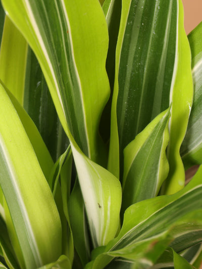 Large Dracaena Warneckii 'Lemon Lime' Cane