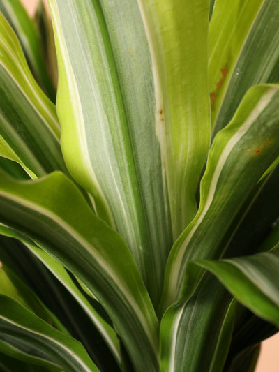 Large Dracaena Warneckii 'Lemon Lime' Cane