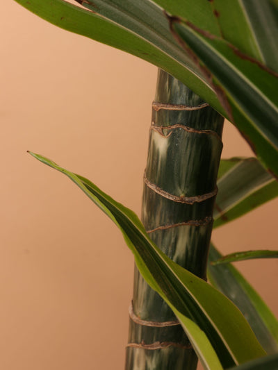 Large Dracaena Warneckii 'Lemon Lime' Cane