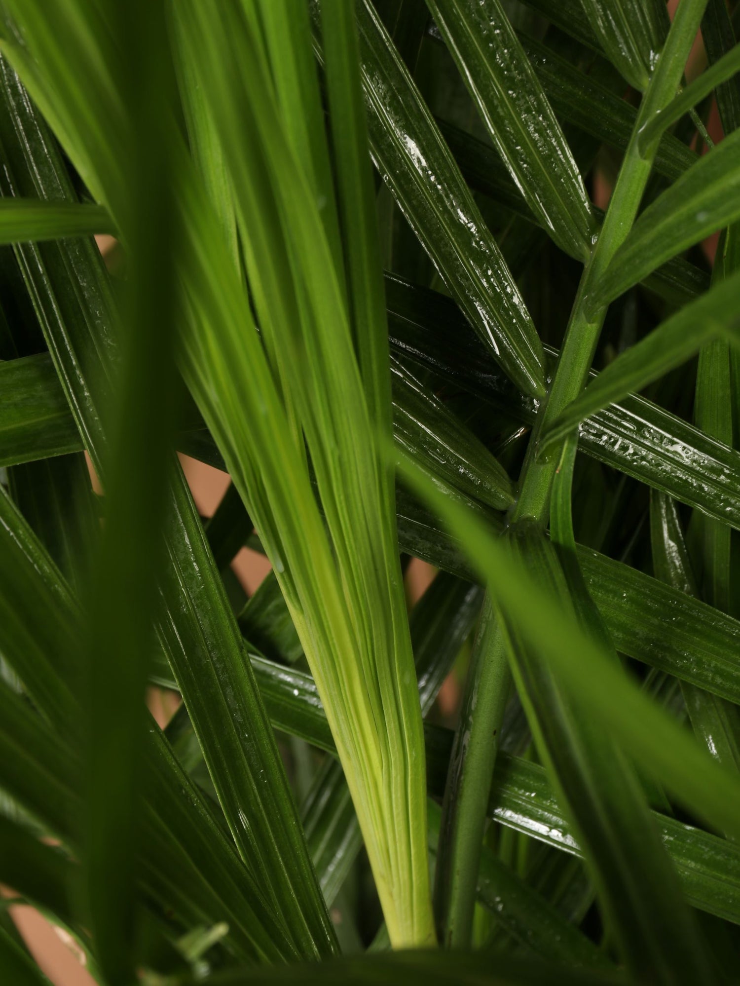 white dots on palm plant 6-8ft Bamboo Palm – Dahing Plants
