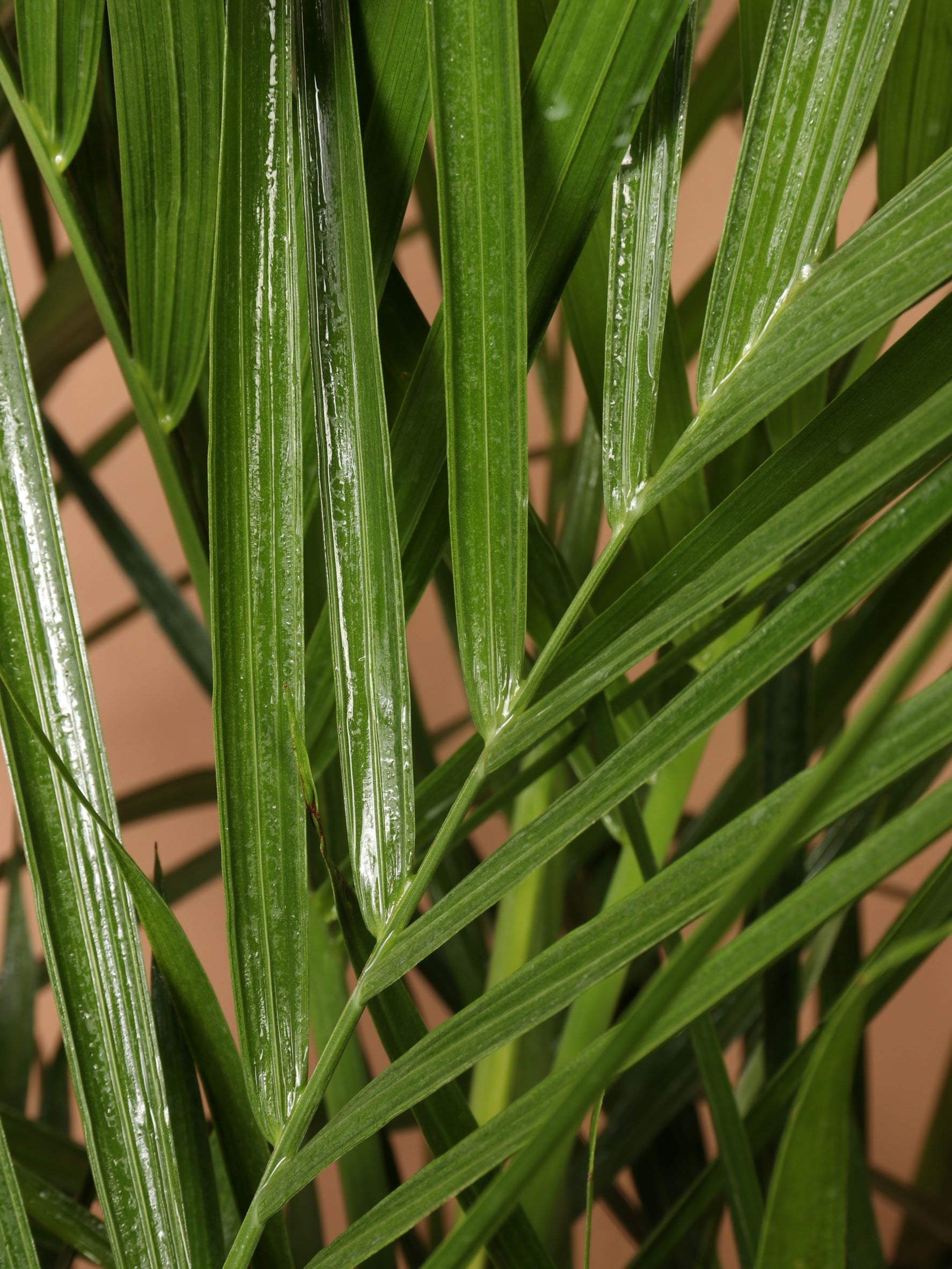 Full Size Bamboo Palm