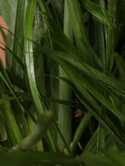 Full Size Bamboo Palm