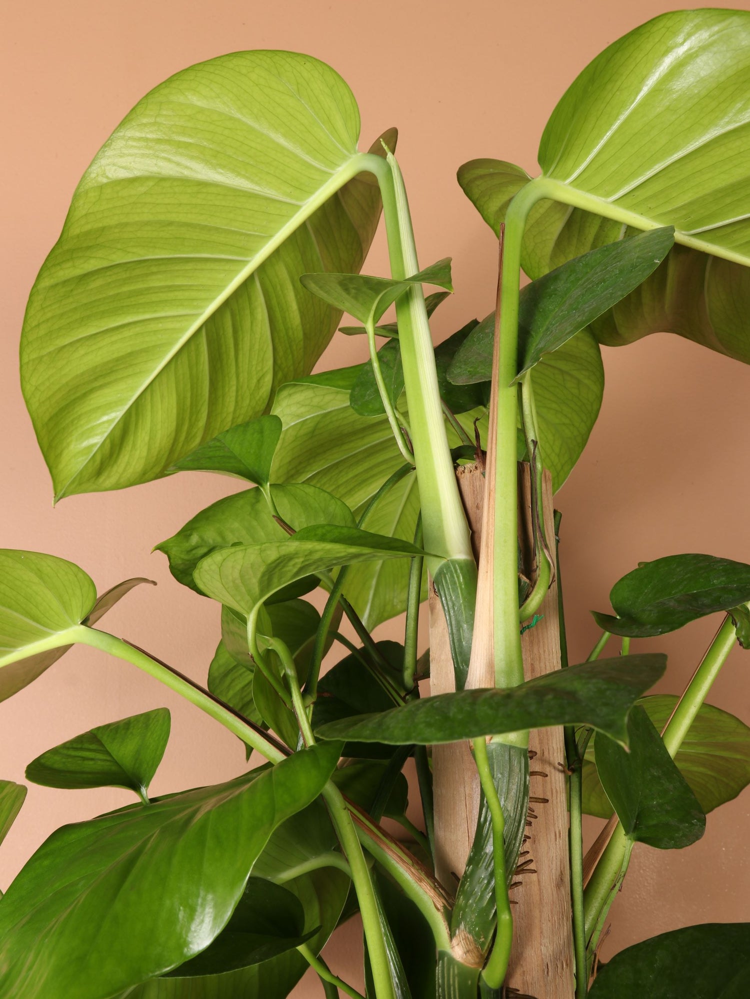 pothos with split leaves 6-8ft Jade Pothos Pole – Dahing Plants
