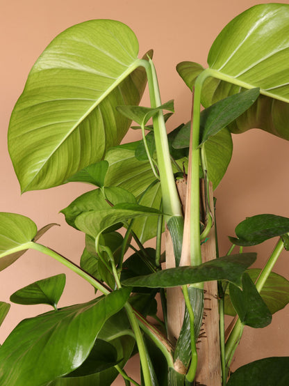 Full Size Jade Pothos Pole