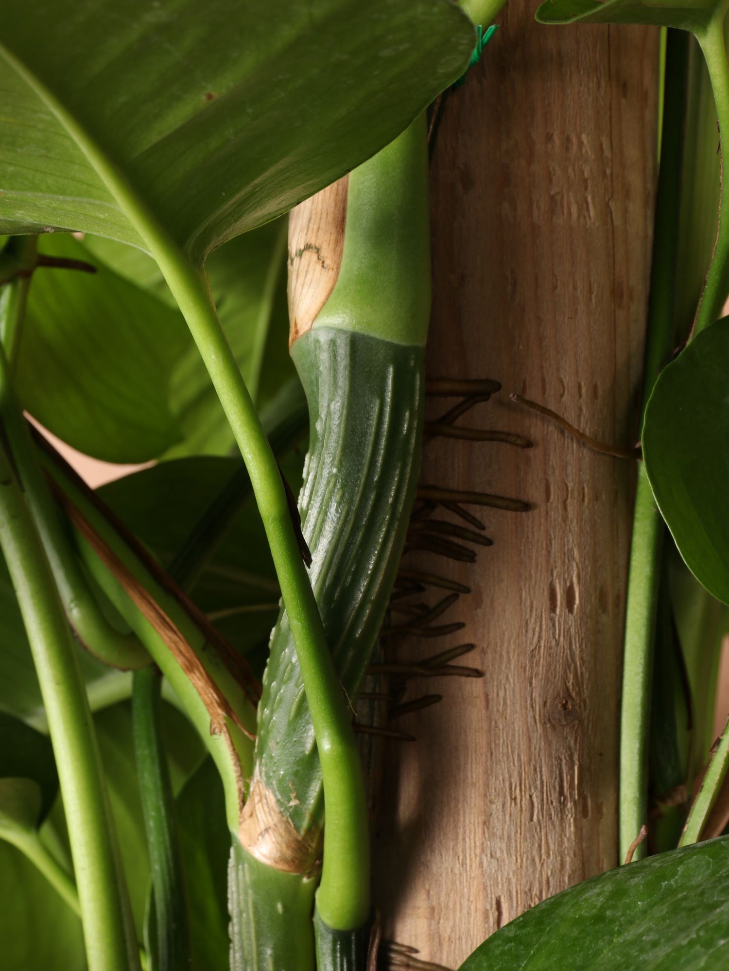 Full Size Jade Pothos Pole