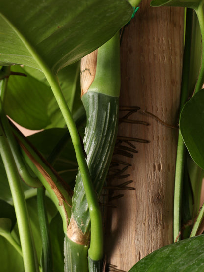 Full Size Jade Pothos Pole