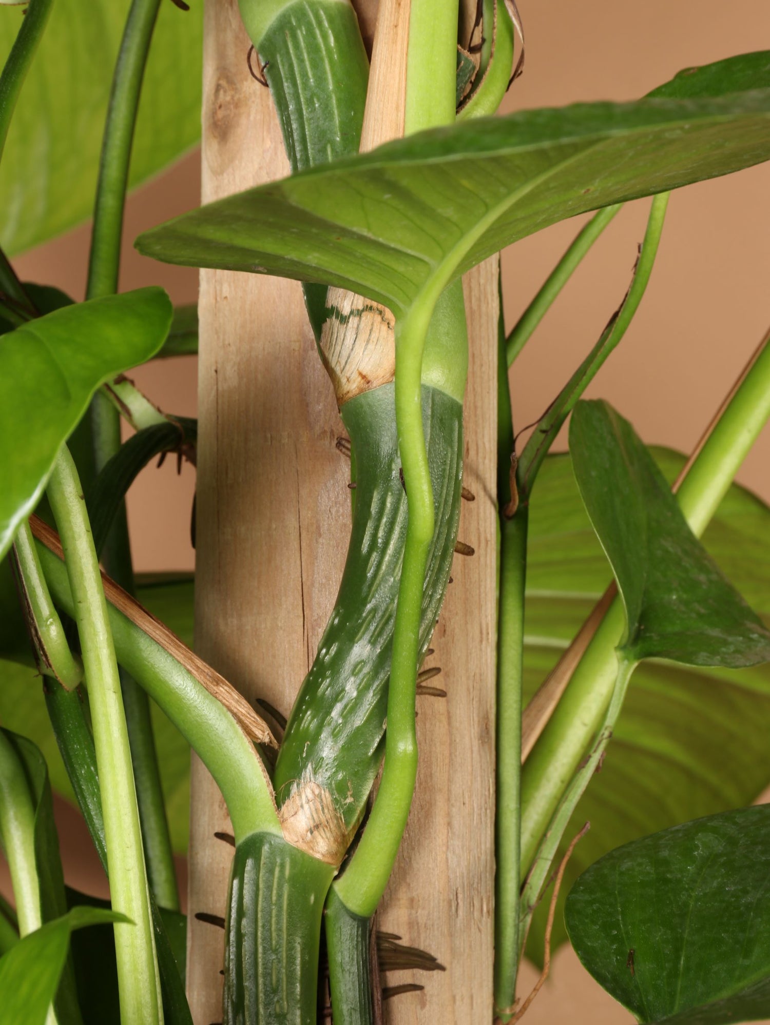 aerial roots jade plant 6-8ft Jade Pothos Pole – Dahing Plants