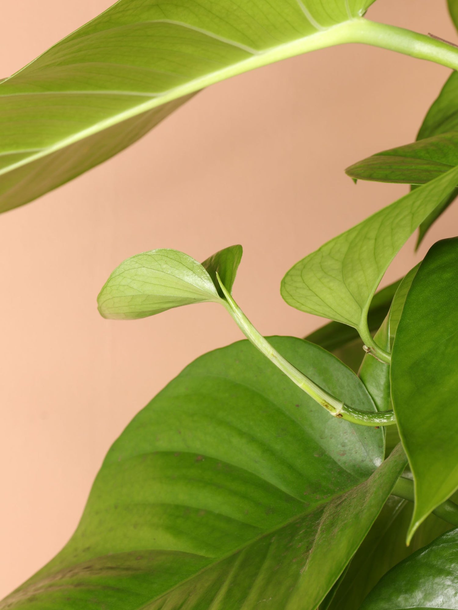 giant jade pothos 6-8ft Jade Pothos Pole – Dahing Plants