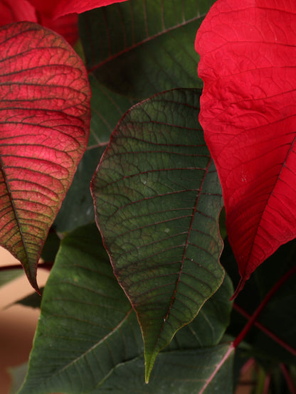 Full Size Red Poinsettia