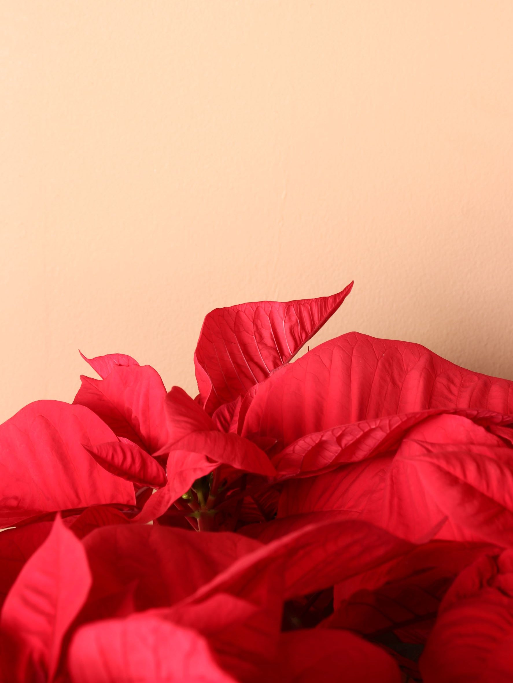 Full Size Red Poinsettia