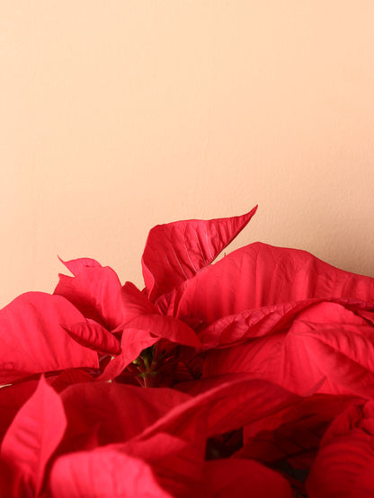 Full Size Red Poinsettia