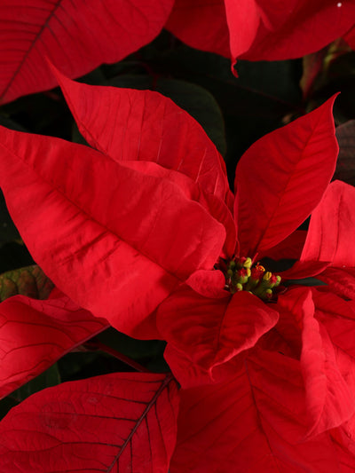 Full Size Red Poinsettia