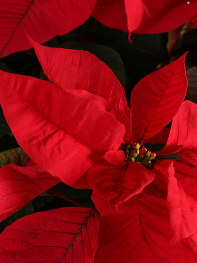 Large Red Poinsettia