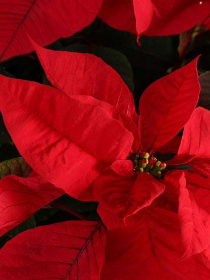 Medium Red Poinsettia