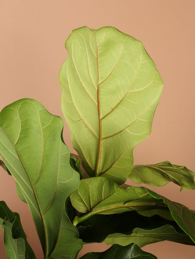 Full Size Fiddle Leaf Fig