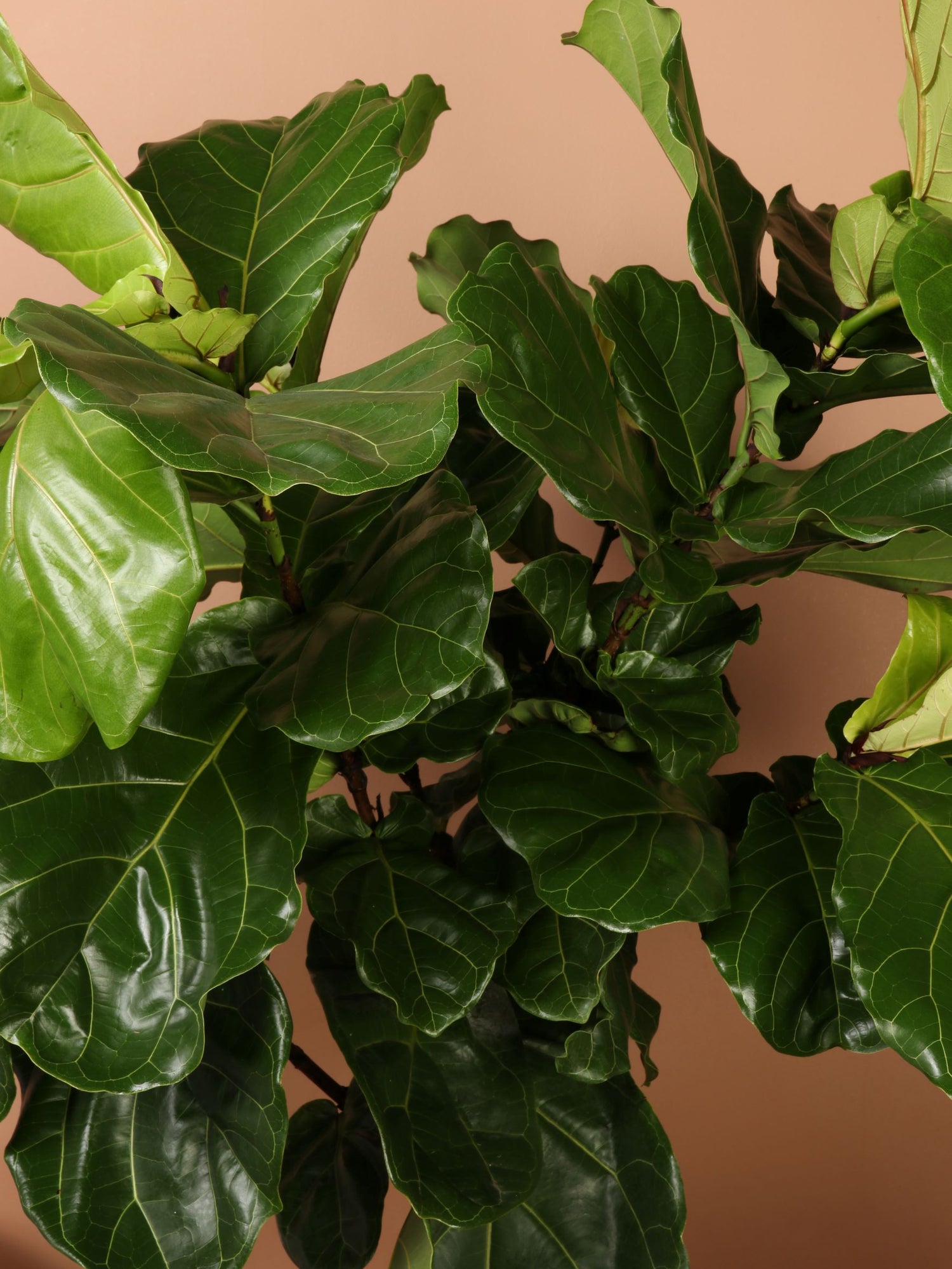 fiddle leaf fig nyc Full Size Fiddle Leaf Fig