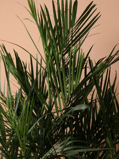 Large Bamboo Palm